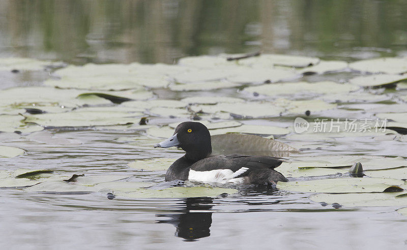 Tufted Duck (Aythya fuligula)邪恶(混合)